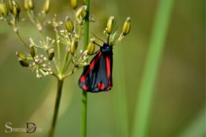 Cinnabar Butterfly Spiritual Meaning: Transformation!