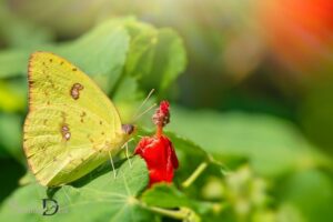 Cloudless Sulphur Butterfly Spiritual Meaning: Rebirth!