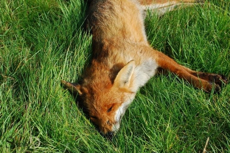 dead fox spiritual meaning