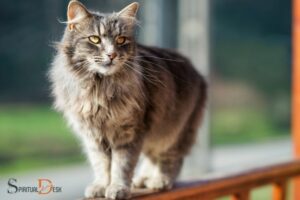 Domestic Cats And Spirituality: Mysticism!
