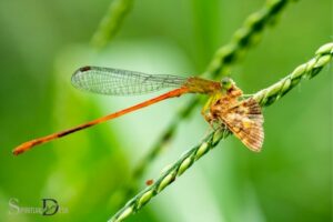 Dragonfly And Butterfly Spiritual Meaning Self-Realization!