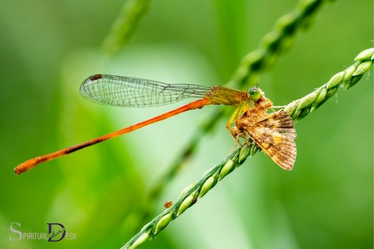 dragonfly and butterfly spiritual meaning