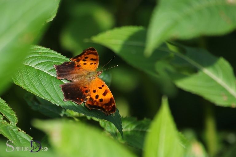 eastern comma butterfly spiritual meaning