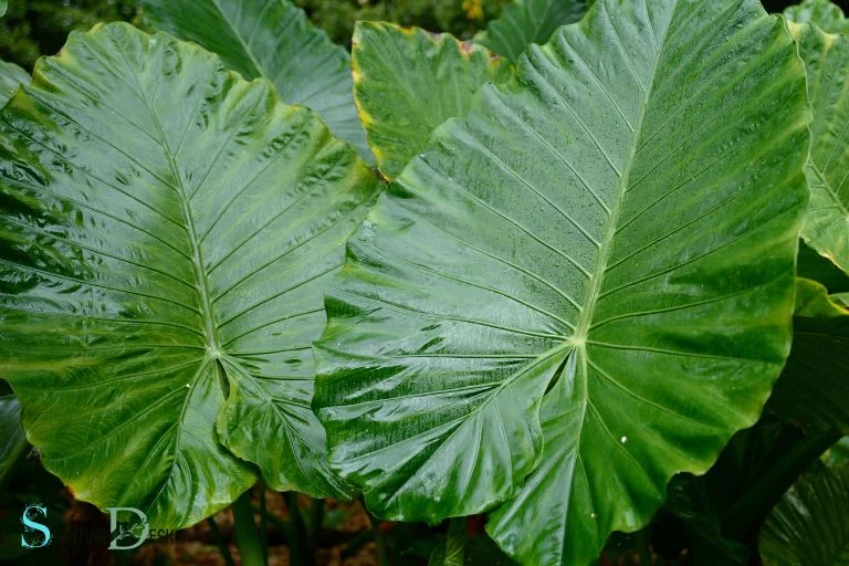 Just picked this up at Lowes It says costa farms rare exotic and the  price tag said elephant ear plant ID says zebra plant but the leaf texture  is not the same