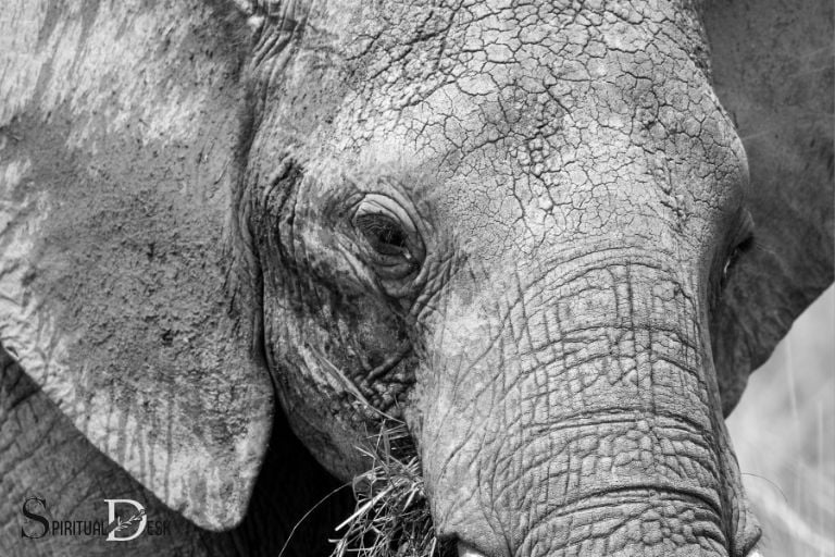 elephant skin spiritual meaning