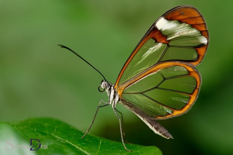 glasswing butterfly spiritual meaning