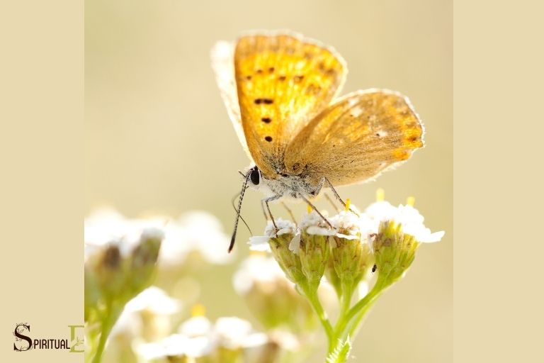 golden butterfly spiritual meaning