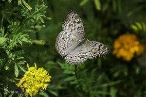 Gray Butterfly Spiritual Meaning: Transformation!