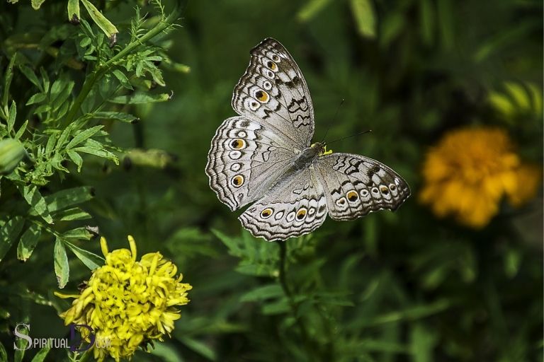 gray butterfly spiritual meaning