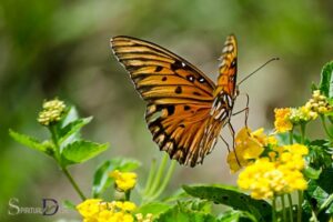 Gulf Fritillary Butterfly Spiritual Meaning: Transformation!
