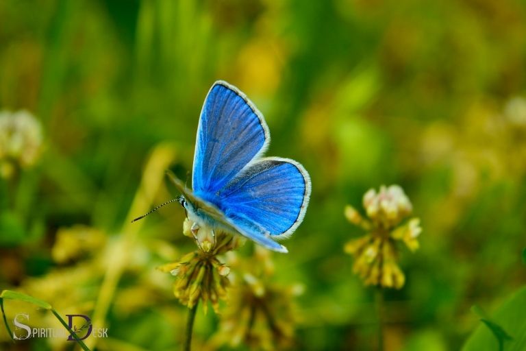 lotis blue butterfly spiritual meaning