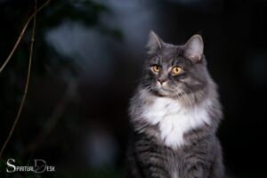 Maine Coon Cat Spiritual Meaning