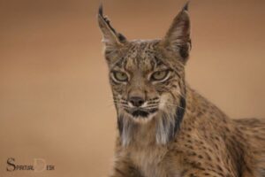 Meaning of Wild Cat Spiritual: Power, Confidence, & Mystery