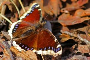 Mourning Cloak Butterfly Spiritual Meaning