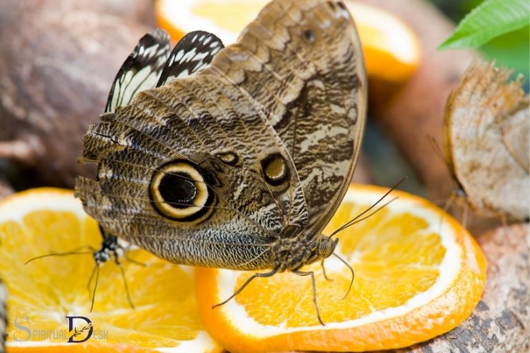 owl butterfly spiritual meaning