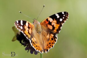 Painted Lady Butterfly Spiritual Meaning: Rebirth!