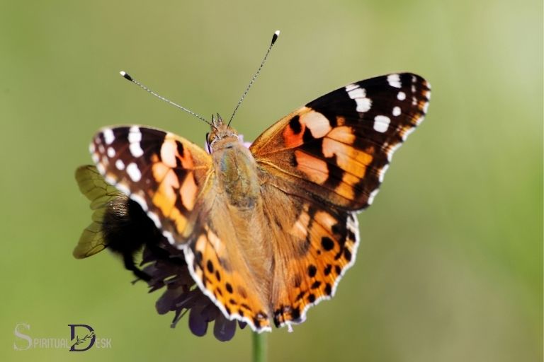 painted lady butterfly spiritual meaning
