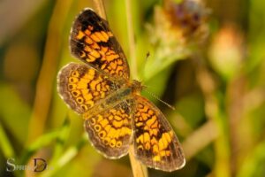 Pearl Crescent Butterfly Spiritual Meaning: Creativity!