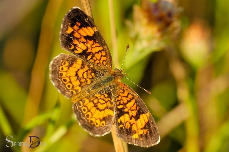 pearl crescent butterfly spiritual meaning