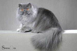 Persian Cat Spiritual Meaning: Peace and Luxury!