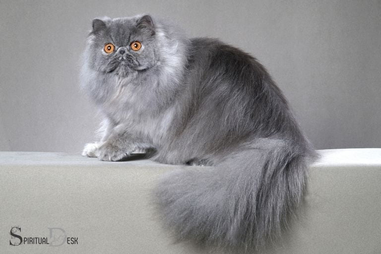 Symbolic Significance of Persian Cats