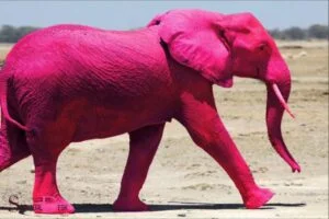 pink elephant spiritual meaning