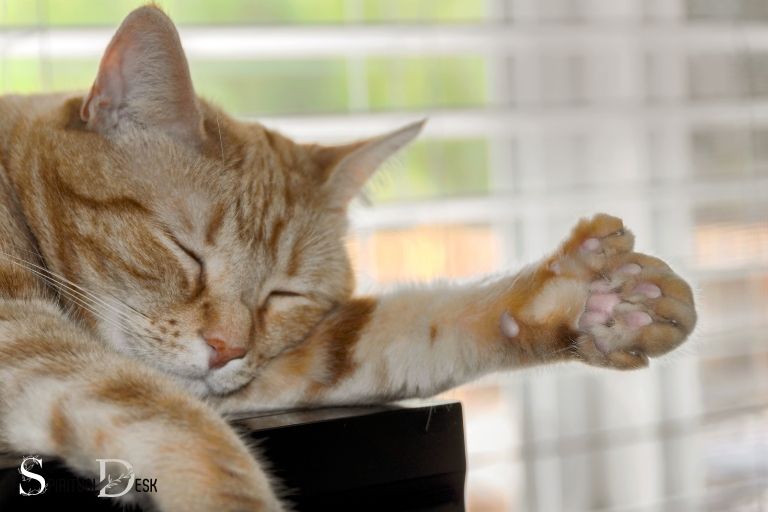 Polydactyl Cats as Spiritual Guides