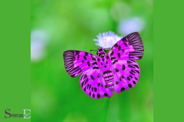 purple butterfly spiritual meaning