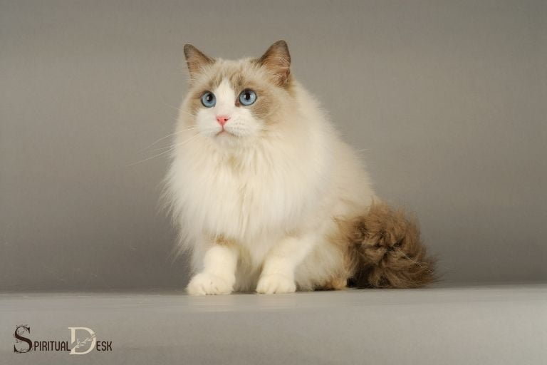 Ragdoll Cats as Spirit Guides