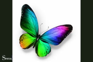 Rainbow Butterfly Spiritual Meaning: Representing Hope!