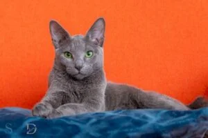 russian blue cat spiritual meaning