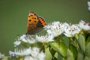 Small Copper Butterfly Spiritual Meaning: Transformation
