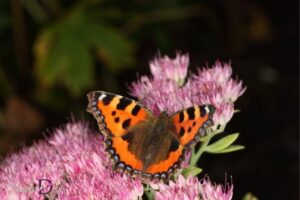 Small Tortoiseshell Butterfly Spiritual Meaning