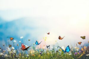 Spiritual Beliefs About Butterflies: Transformation!