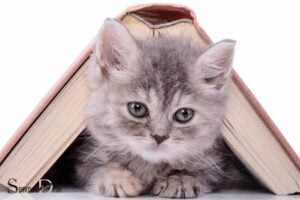 Spiritual Books About Cats: Mindfulness!