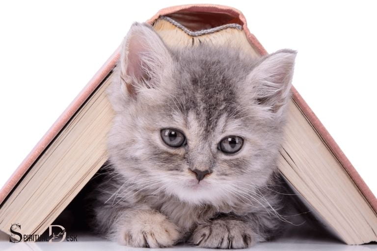 spiritual books about cats
