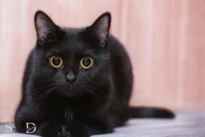 spiritual facts about black cats