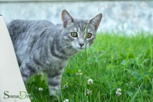 Spiritual Grey Cat Names: Find the Ideal Name!