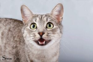 Spiritual Hear a Cats Meoe: Upcoming Events!