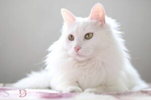 Spiritual Meaning for White Cat Staying Around: Purity!