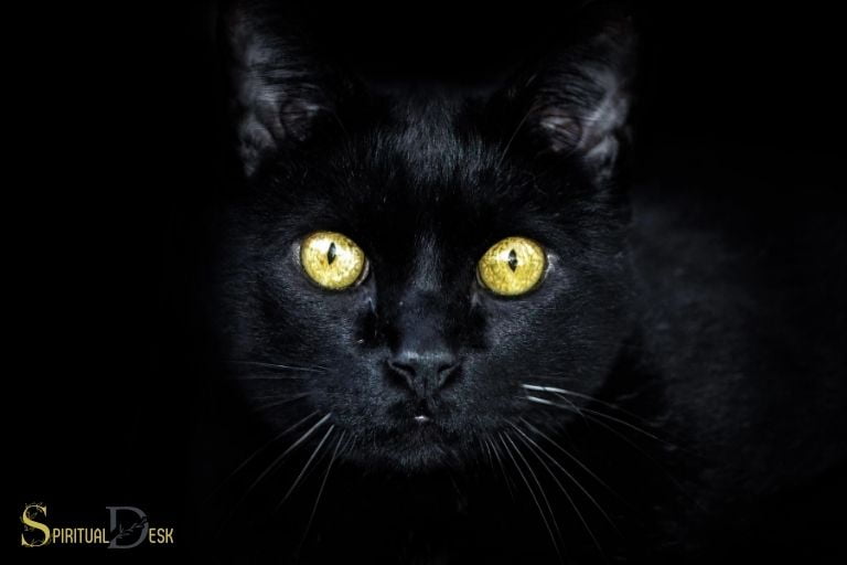 spiritual meaning of a black cat yellow eyes