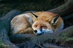 Spiritual Meaning of a Fox in Dream