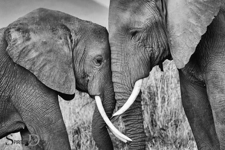 spiritual meaning of a male and female elephant