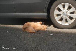 Spiritual Meaning of Brown Cat Getting Hit by Car