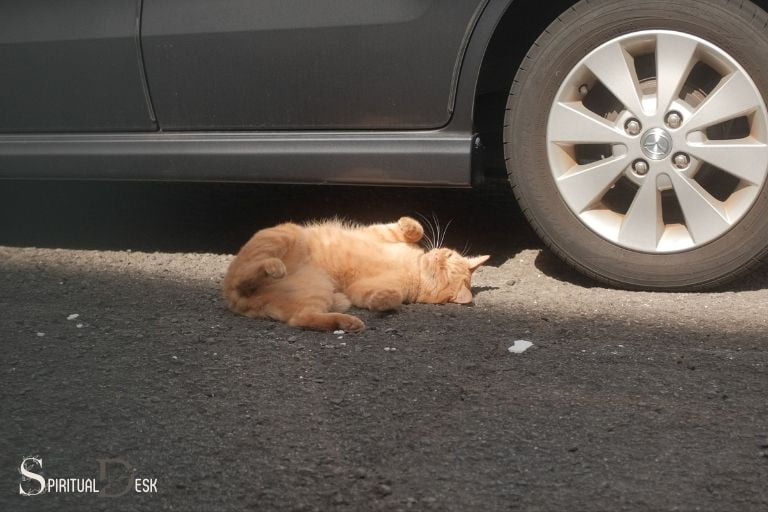 spiritual meaning of brown cat getting hit by car