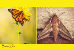 Spiritual Meaning of Butterflies And Moths
