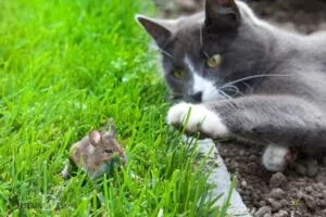 Spiritual Meaning of Cat Catching Mouse: Cleverness!