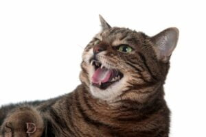 Spiritual Meaning of Cat Hissing: Threatened!