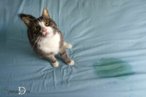 Spiritual Meaning of Cat Peeing on Bed: Personal Turmoil
