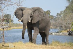 Spiritual Meaning of Elephant: Power, Wisdom, Strength!